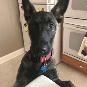 Meet your Posher, Diana